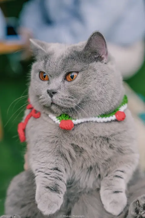 2025-12-28 猫猫聚会